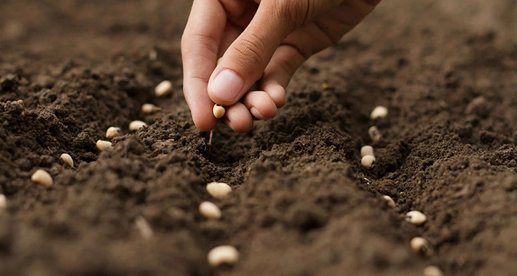 种子&菌类解决方案