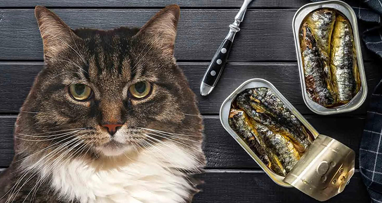 水产饲料解决方案